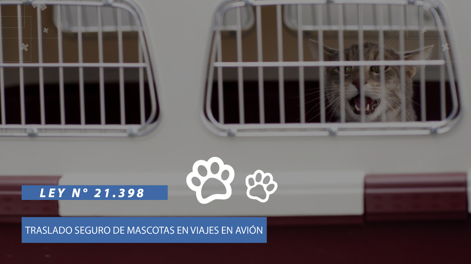 Ley asegura el traslado seguro de las mascotas al viajar en avión