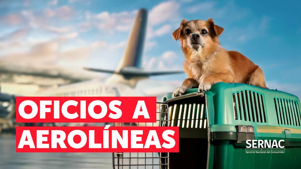 SERNAC oficia a principales aerolíneas tras cambios en sus condiciones para viajar con animales SERNAC oficia a principales aerolíneas tras cambios en sus condiciones para viajar con animales