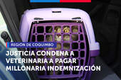Coquimbo: Justicia condena a veterinaria